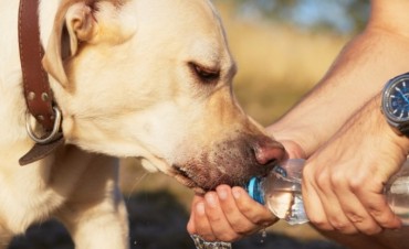 Recomendaciones para evitar deshidratación y golpes de calor