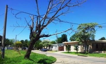 Vecinos sin respuestas ante un árbol a punto de caerse