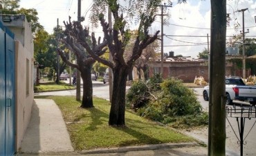 Solicitan conservar el arbolado urbano en la ciudad