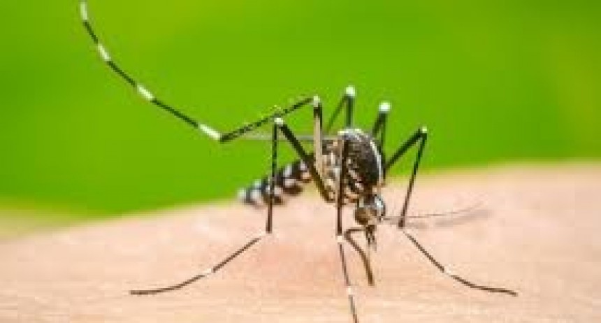 Dengue: instan a los vecinos a eliminar posibles criaderos de mosquitos 