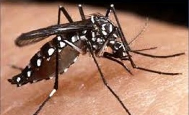 LA PROVINCIA TRABAJA CON LOS MUNICIPIOS PARA EVITAR UNA EPIDEMIA DE DENGUE