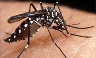 El Municipio realizar&aacute; un operativo de descacharrizaci&oacute;n para prevenir el Dengue
