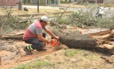 Retiran un &aacute;rbol roto por un cami&oacute;n en la v&iacute;a p&uacute;blica