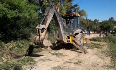 El Municipio intervino ante la ca&iacute;da de una rama de eucalipto en Otamendi