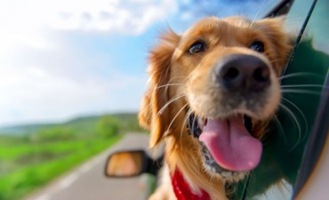 Adoptar: un compromiso social