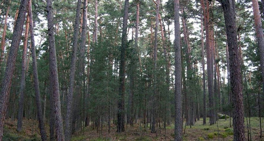 Ya est&aacute; en marcha el programa &ldquo;Seguro Verde&rdquo; para promover la forestaci&oacute;n de bosques nativos