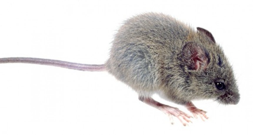 Hantavirus: la informaci&oacute;n es la mejor prevenci&oacute;n  