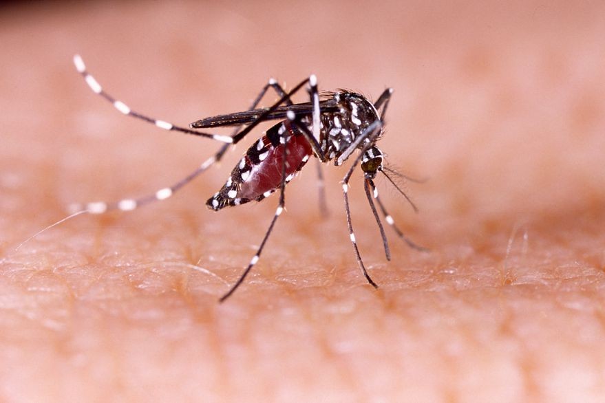 Instan a reforzar las medidas de prevención contra el Dengue 