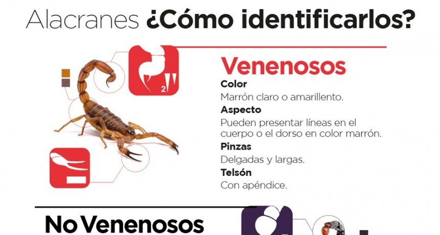 Recuerdan recomendaciones ante la aparición de alacranes