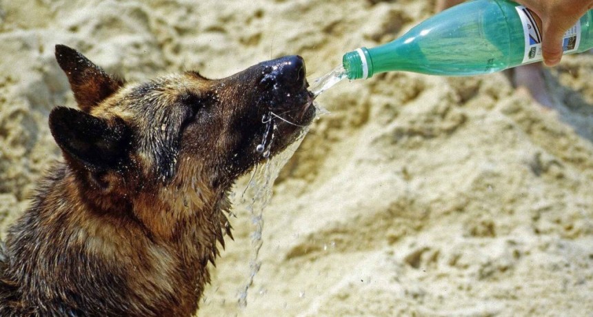 El calor: un factor poco reconocido en el bienestar animal