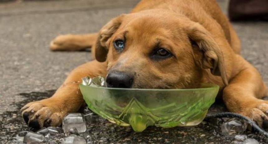   Cómo evitar un golpe de calor en las mascotas