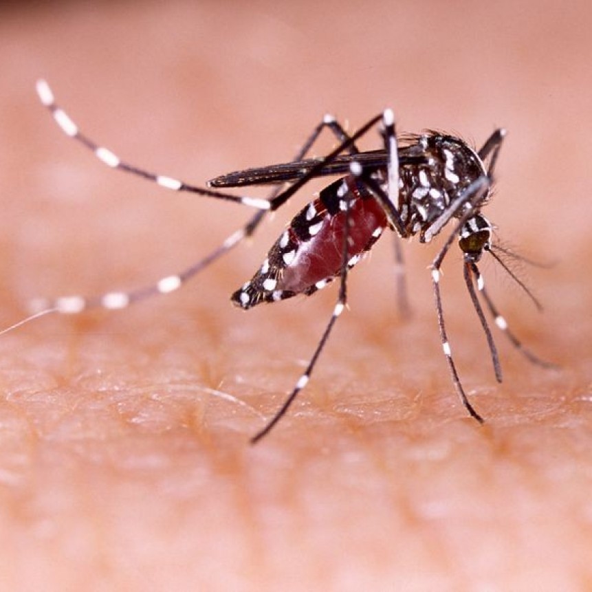 Instan a reforzar las medidas de prevención contra el Dengue 