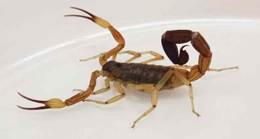 Alacranes: recomendaciones ante su aparición