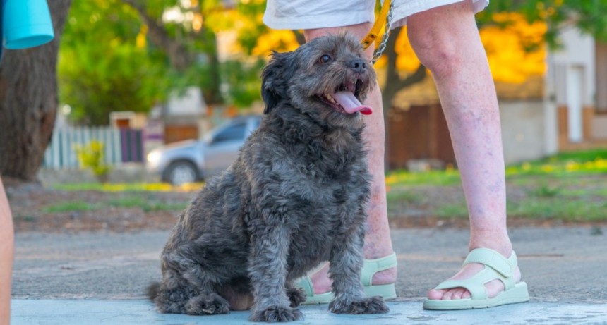 Brindan recomendaciones para proteger a los animales del golpe de calor