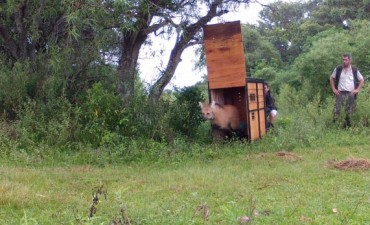 Fundaci&oacute;n Temaik�n y la Direcci&oacute;n Nacional de Ordenamiento Ambiental y Conservaci&oacute;n de la Biodiversidad liberaron un Aguar&aacute; Guaz&uacute;