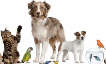 Para perros y gatos   Bromatolog&iacute;a y Zoonosis comienza con los operativos de castraci&oacute;n y vacunaci&oacute;n