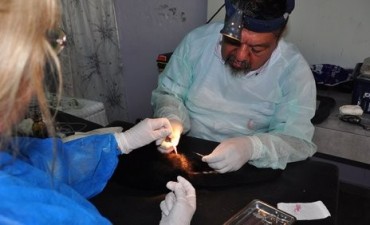 Bromatolog&iacute;a y Zoonosis comienza con los operativos de castraci&oacute;n y vacunaci&oacute;n