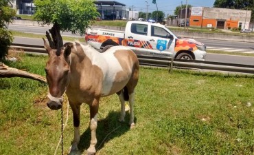 Retiran otros tres equinos sueltos de la v&iacute;a p&uacute;blica