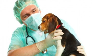 La Direcci&oacute;n de Bromatolog&iacute;a y Zoonosis retoma las castraciones 