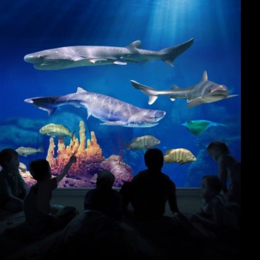 Este verano Temaik�n recibe al argentino m&aacute;s grande:  el Argentinosaurio
