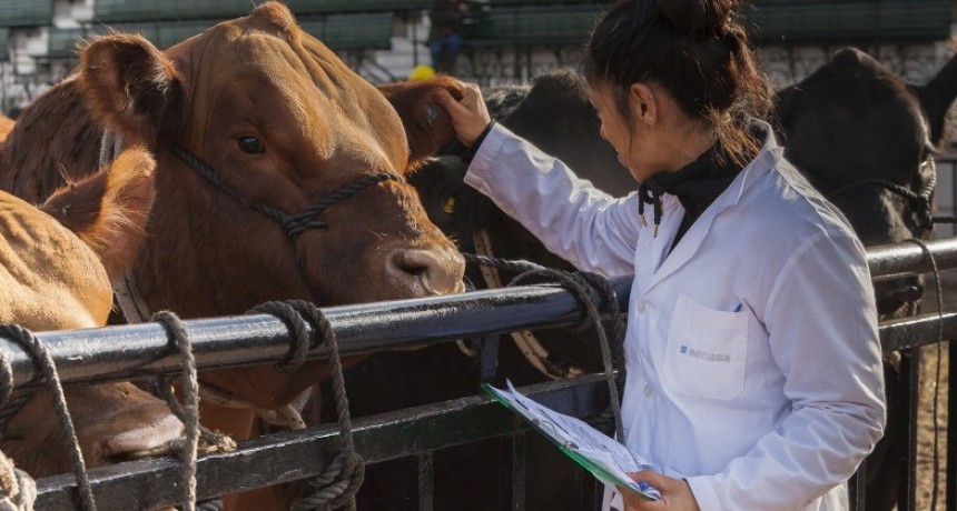 El veterinario: actor protag&oacute;nico en la Sanidad Animal e Inocuidad Alimentaria