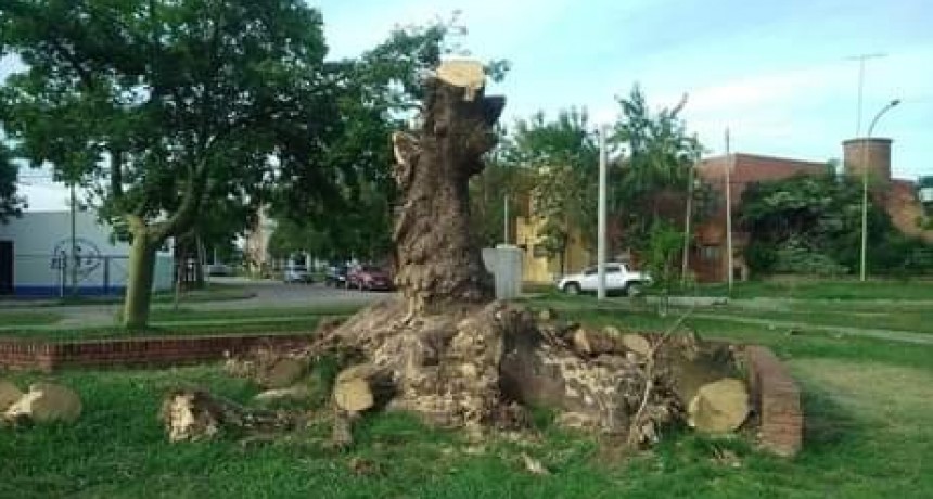 Para muestra alcanza un ombú