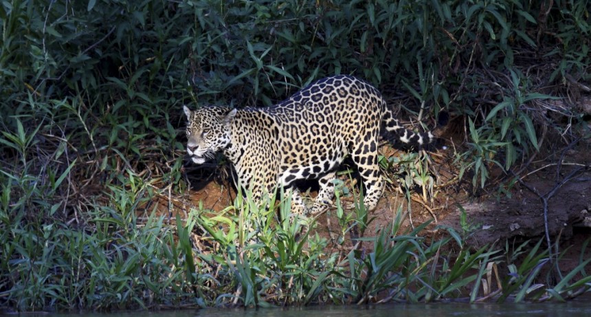 Greenpeace defenderá al Yaguareté en una audiencia pública convocada por la Corte Suprema
