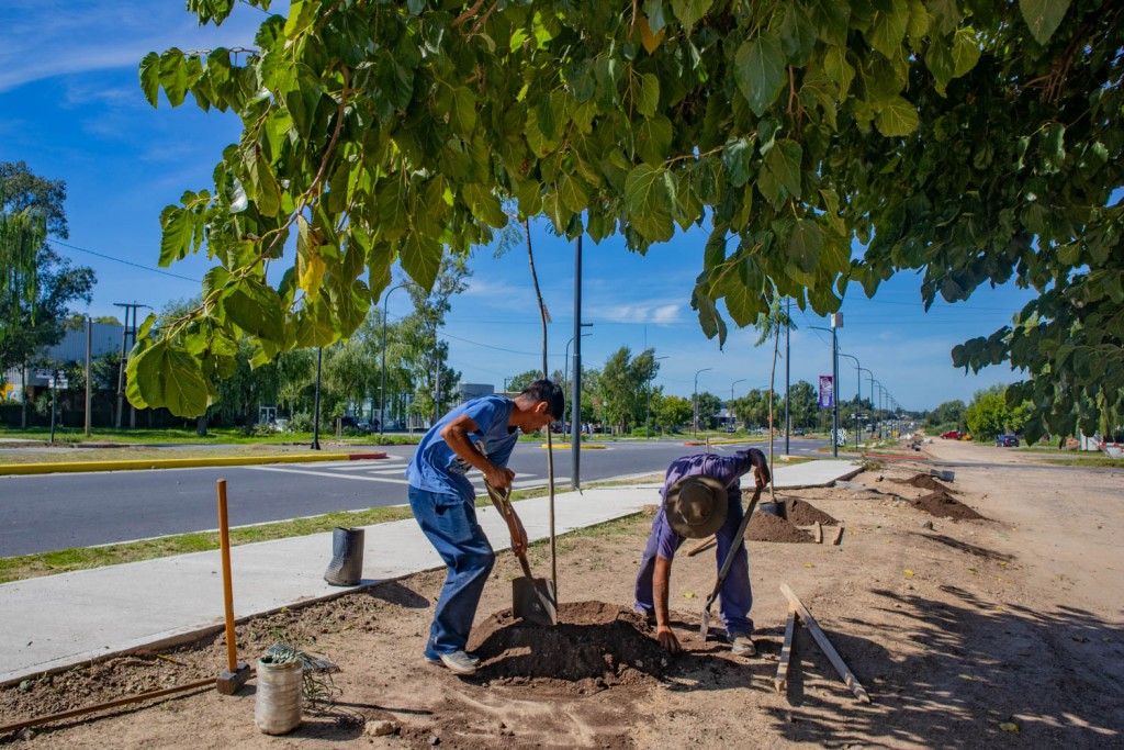 Siguen los trabajos de plantación en la avenida Alfonsín
