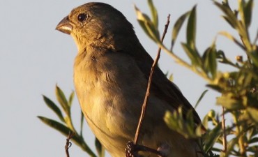 Se realizar&aacute; una Jornada de Asesoramiento T&eacute;cnico sobre Observaci&oacute;n de Aves