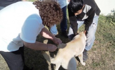 Bromatolog&iacute;a y Zoonosis: Se realizan operativos de castraci&oacute;n y vacunaci&oacute;n en Barrio Villanueva