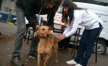 Para animales dom&eacute;sticos   Se realizar&aacute; Operativo de Castraci&oacute;n y Vacunaci&oacute;n en La Josefa