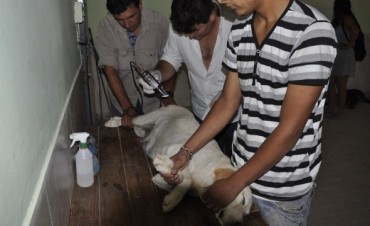 Barrio La Josefa: Comienzan los Operativo de Castraci&oacute;n y Vacunaci&oacute;n