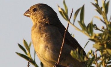 Este Lunes se realiza la Jornada de Asesoramiento T&eacute;cnico sobre Observaci&oacute;n de Aves