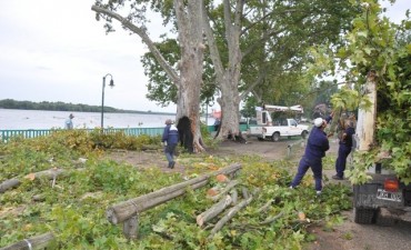 Tras un informe del INTA, el Municipio trabaja sobre el arbolado de la costanera  