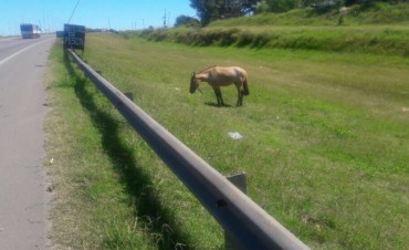 El Comando de Prevenci&oacute;n Rural contin&uacute;a trabajando en la problem&aacute;tica de los animales sueltos