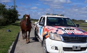 Retiran m&aacute;s de 30 caballos sueltos en la v&iacute;a p&uacute;blica y sancionan a sus due&ntilde;os