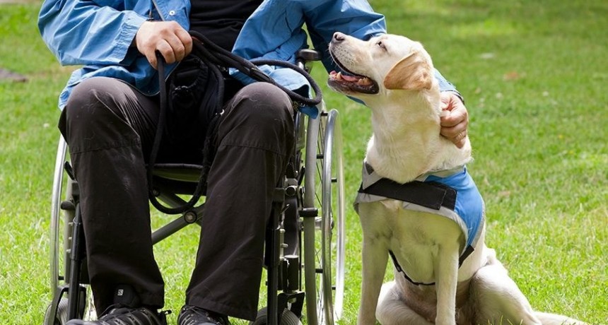 Presentaron un proyecto de ley de perros de asistencia para la provincia de Buenos Aires