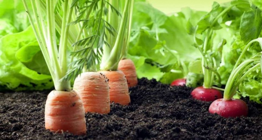Anuncian nuevos talleres del programa Pro-Huerta