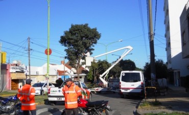 Cortan las ramas de &aacute;rboles que obstaculizan las c&aacute;maras de seguridad del CIMOPU