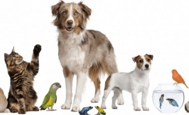 29 de abril: D&iacute;a del animal Cuidar a los animales es cuidar la vida