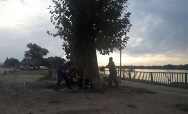 Remueven un &aacute;rbol que representaba un gran peligro para los vecinos