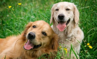 El Municipio celebra este s&aacute;bado el D&iacute;a del Animal 