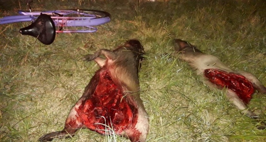 Detienen a cazadores furtivos con cuerpos de carpinchos