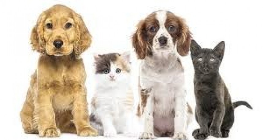 COVID-19 Y LOS ANIMALES