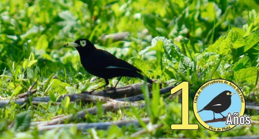 10 a&ntilde;os del Club de Observadores de Aves Pico de Plata