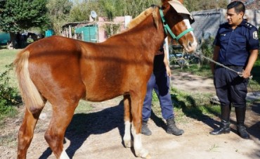 Operativo especial : Buscan retirar los caballos sueltos de la v&iacute;a p&uacute;blica