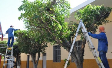 Los pedidos de remoci&oacute;n o corte de &aacute;rboles deben efectuarse en la Subsecretar&iacute;a de Ambiente