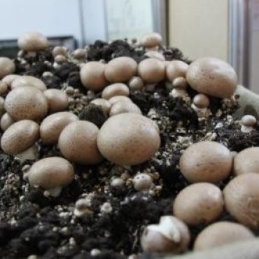 Hongos, ese preciado toque en las comidas