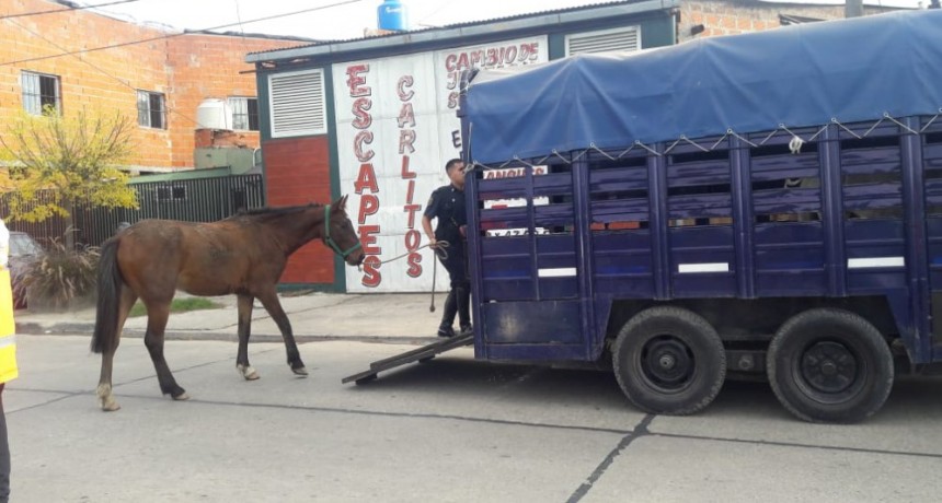 En las &uacute;ltimas horas se secuestraron 7 caballos sueltos 