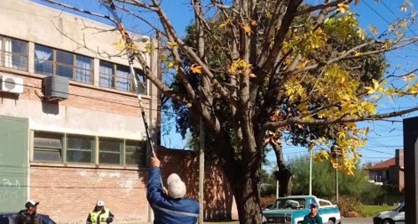 Inici&oacute; la &eacute;poca de poda invernal de &aacute;rboles